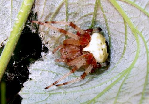 Réf. 80 906 : Araneus marmoreus