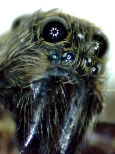 Pardosa sp.