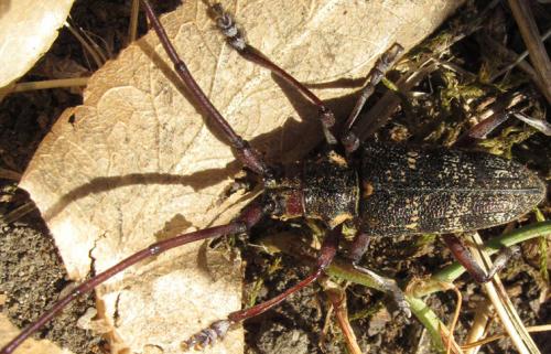 Réf. 80 722 : Monochamus galloprovincialis