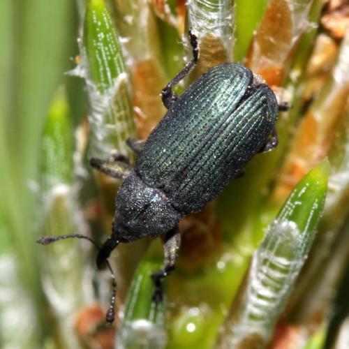 Réf. 80 118 : Magdalis violacea