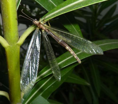 Distoleon tetragrammicus