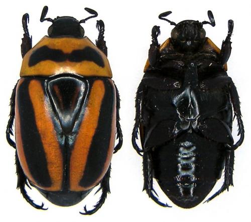 Réf. 80 551 : Macraspis cincta
