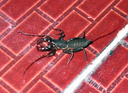 Thelyphonus sp.