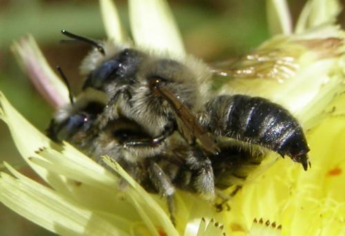 Réf. 80 243 : Hoplitis sp.