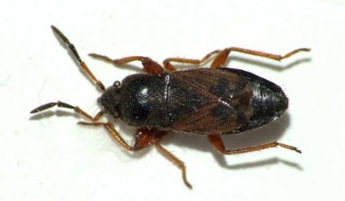 Réf. 80 382 : Megalonotus hirsutus