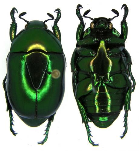 Réf. 80 314 : Macraspis lucida