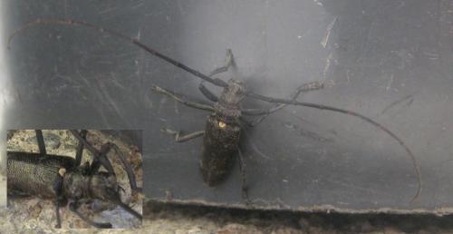 Monochamus sartor sartor