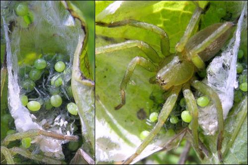 Micrommata ligurina