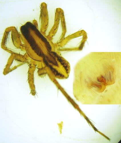 Pardosa bifasciata