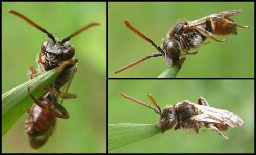 Nomada sp.