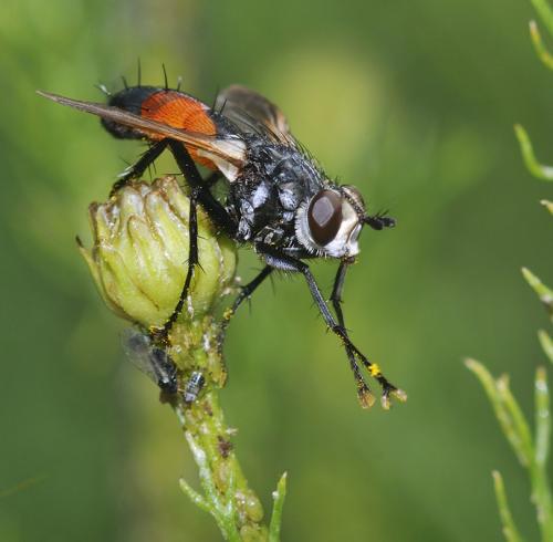 Réf. 80 269 : Cylindromyia sp.