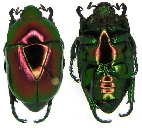 Réf. 80 291 : Macraspis chrysis