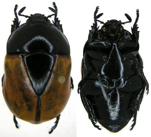 Réf. 80 293 : Macraspis testaceipennis