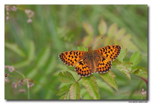Boloria titania