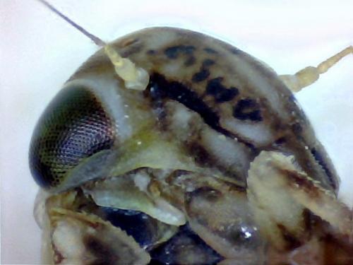 Agallia consobrina