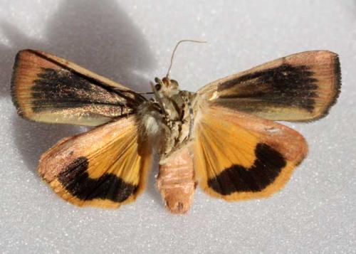 Noctua janthe