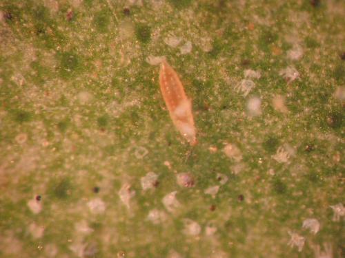 Scolothrips sp.