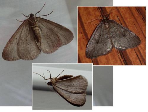 Réf. 80 186 : Operophtera brumata
