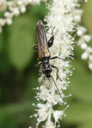 Oedemera pthysica
