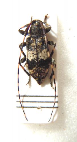 Leiopus sp.