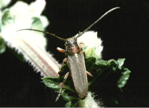 Phytoecia vulneris