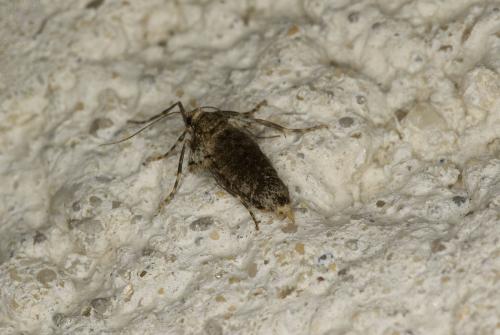 Operophtera brumata