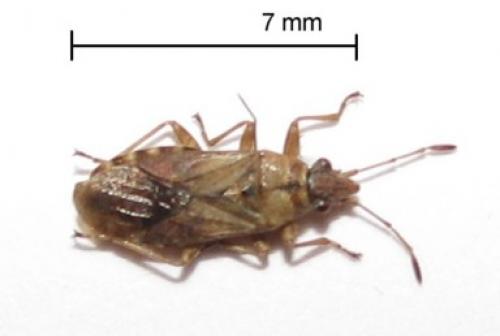 Réf. 80 598 : Orsillus depressus