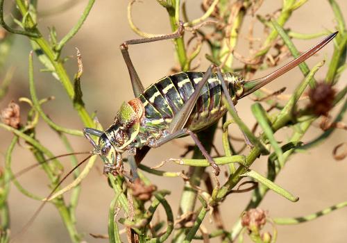 Sorapagus catalaunicus