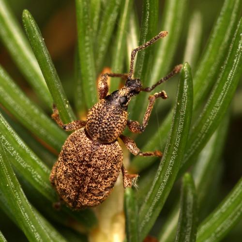 Réf. 80 283 : Otiorhynchus singularis