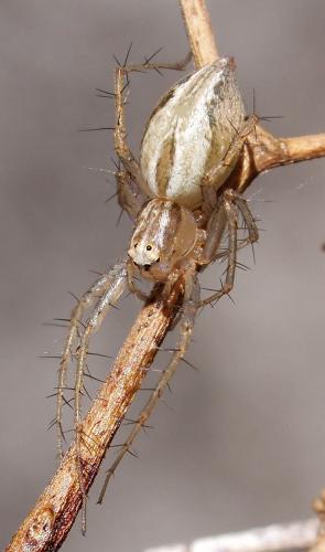 Réf. 80 954 : Oxyopes dumonti