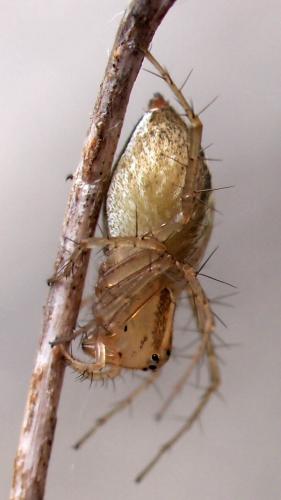 Réf. 80 955 : Oxyopes dumonti