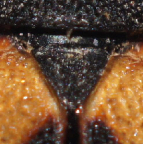 Purpuricenus globulicollis