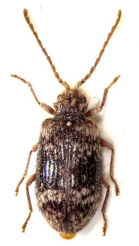 Ptinus palliatus