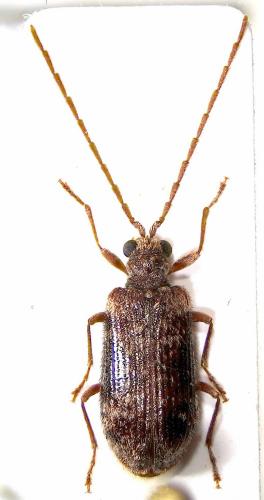 Ptinus palliatus