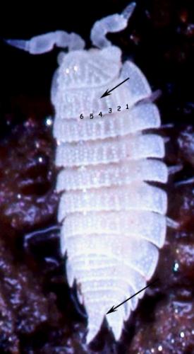 Platyarthrus esterelanus