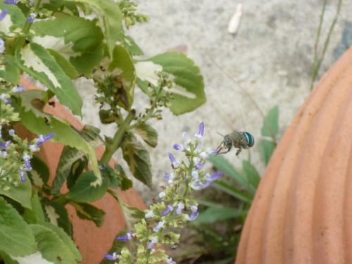 Réf. 80 792 : Amegilla cingulata