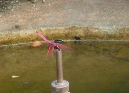 Trithemis aurora