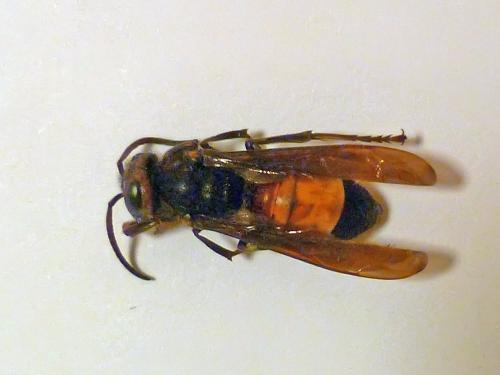 Vespa affinis