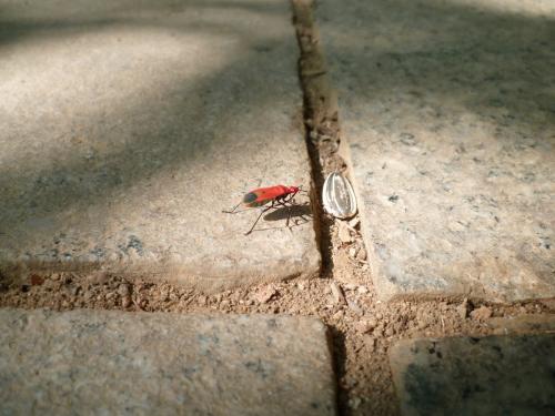 Dindymus sp.