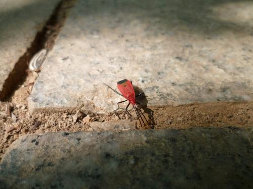 Dindymus sp.
