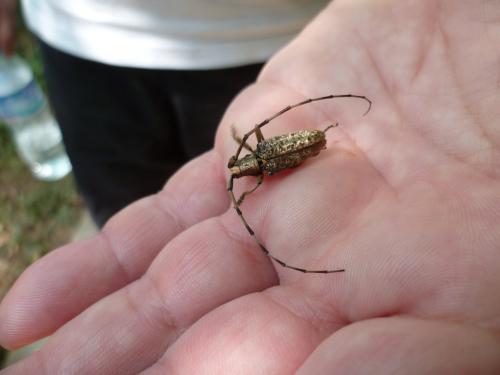 Réf. 80 868 : Acalolepta sp.
