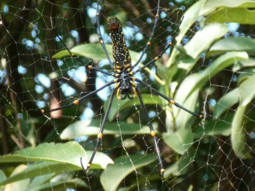 Réf. 80 889 : Nephila pilipes