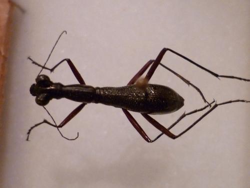 Réf. 80 885 : Tricondyla sp.
