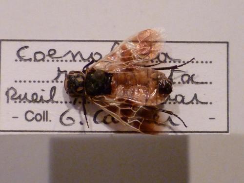Caenolyda reticulata