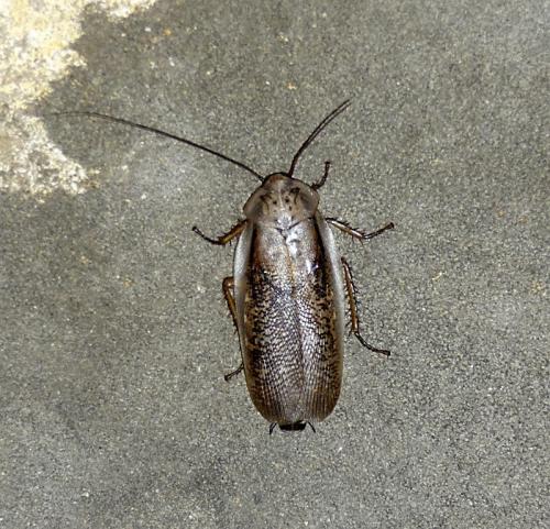 Réf. 80 547 : Rhyparobia maderae