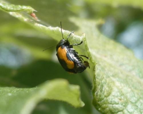 Cryptocephalus marginatus