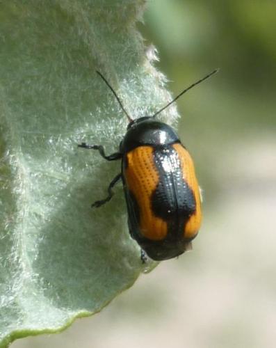 Cryptocephalus marginatus