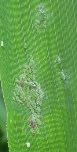 Hyalopterus pruni