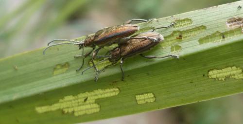 Réf. 80 560 : Donacia marginata