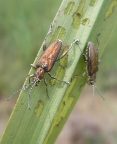 Réf. 80 561 : Donacia marginata
